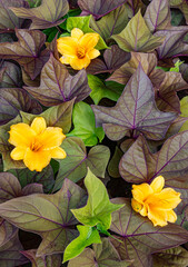 718-05 Potato Vine & Daylilies