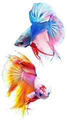 Obraz premium Two colorful Siamese fighting fish with flowing fins, isolated on a white background.