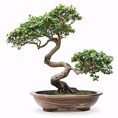 Zen Bonsai Tree in Potted Isolation on White Background