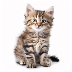 Adorable Fluffy Kitten Poses for Camera on White Background