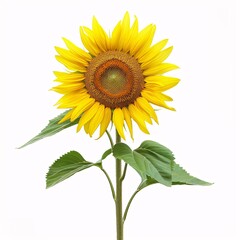 Obraz premium Radiant Sunflower Blossoming Solo on White Background