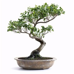 Serene Potted Bonsai Tree on White Background - Zen Gardening Concept