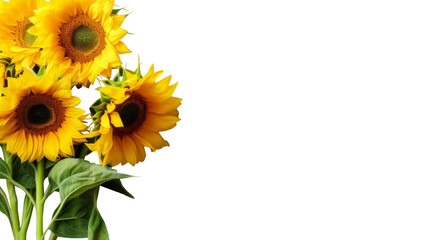 Sunflowers and green leaves for decoration of art frame wallpaper, card and banner on transparent background.