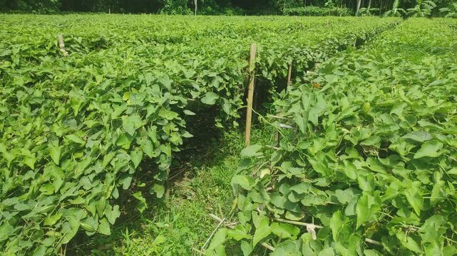 Achocha potol seed plants. The POINTED GOURD (Trichosanthes dioica Roxb.) is usually propagated through vine cuttings and root suckers.	