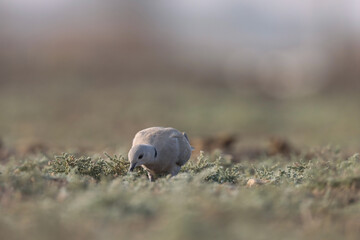 Ring nekced dove standing on ground. Dove.