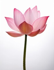 Fototapeta premium Lotus flower