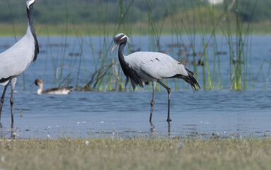 Fototapeta premium Demoiselle crane wading in the river water. Selective focus.