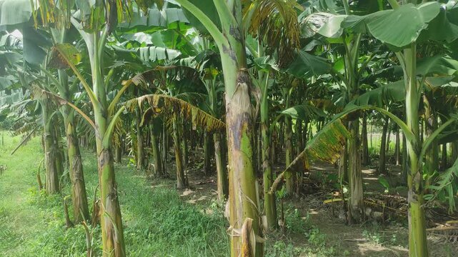 Bananas field are a group of varieties of banana with yellow skin. Some are smaller and plumper than the common Cavendish banana, others much larger.