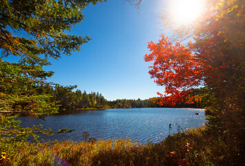 Vibrant fall foliage with a sun flare on Lake Solitude.