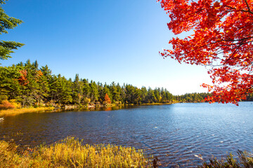 Brilliant foliage of a red maple tree on Lake Solitude.