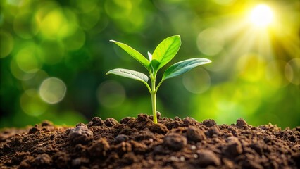 Close up of a green plant growing in the soil, green, plant, soil, growth, nature, organic, agriculture, gardening, roots