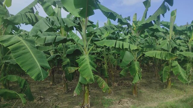 Bananas field are a group of varieties of banana with yellow skin. Some are smaller and plumper than the common Cavendish banana, others much larger.