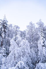 snowy winter in Rovaniemi Lapland Finland - forest covered with fresh snow