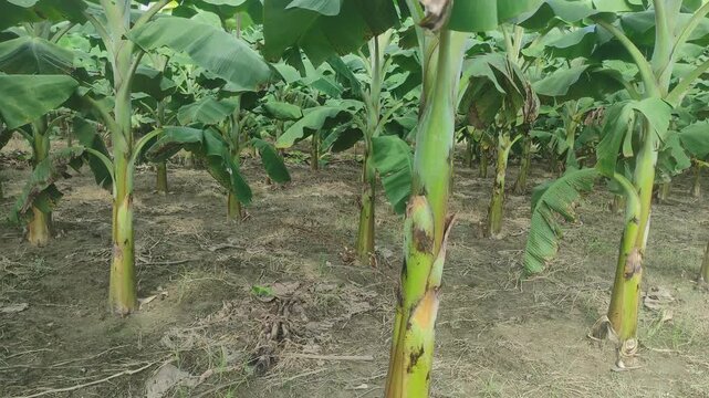 Bananas field are a group of varieties of banana with yellow skin. Some are smaller and plumper than the common Cavendish banana, others much larger.