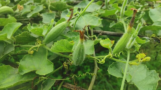 Achocha potol seed plants. The POINTED GOURD (Trichosanthes dioica Roxb.) is usually propagated through vine cuttings and root suckers.	