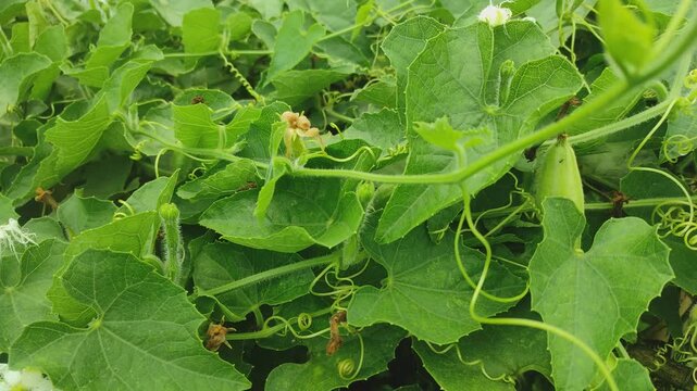"Blossom of the Vine: Pointed Gourd Flower"