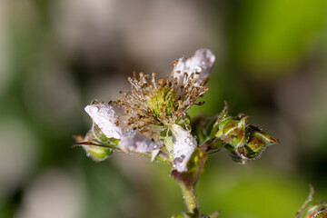 a wet blackberry bush during flowering