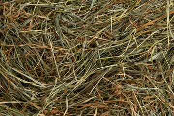 Dehydrated Dried Grass for hay production in agriculture