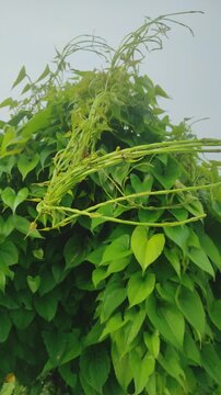 "Marvel at the beauty of Dioscorea bulbifera, its lush foliage and unique bulbils adding charm to any garden. Nature's beauty in every vine."	
