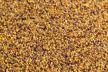 clover seeds for growing in fields