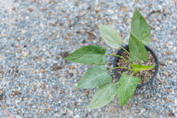 Closeup to homalomena cream frost in pot  