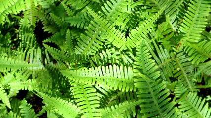 background texture of beautiful green fern leaves with a touch of shadow and light from the sun