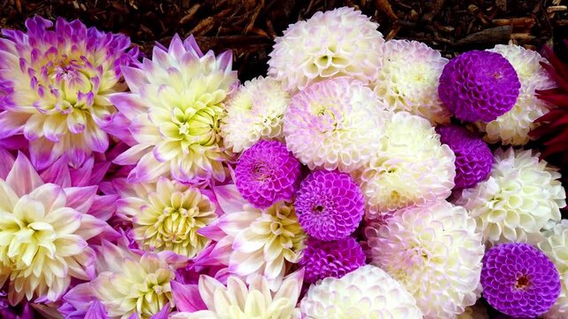 Dalia Flowers in different colours