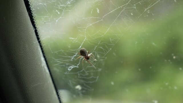 Spider catching a sandfly or blackfly in its web and taking it to its burrow during the day