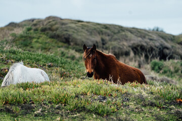 Wild Horses of New Zealand