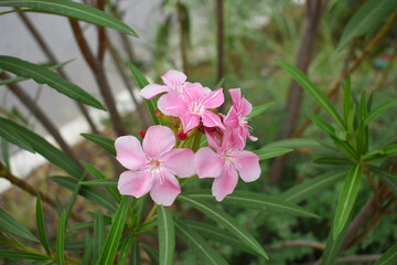 Nerium oleander in bloom, Pink siplicity bunch of flowers and green leaves on branches, Nerium...
