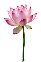 Lotus flower