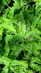 background texture of beautiful green fern leaves with a touch of shadow and light from the sun