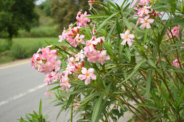 Nerium oleander in bloom, Pink siplicity bunch of flowers and green leaves on branches, Nerium...