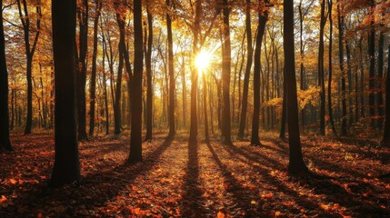 Obraz premium Golden Sunlight Filtering Through Autumn Trees