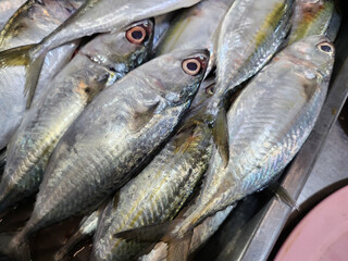 Close up of fresh raw fish