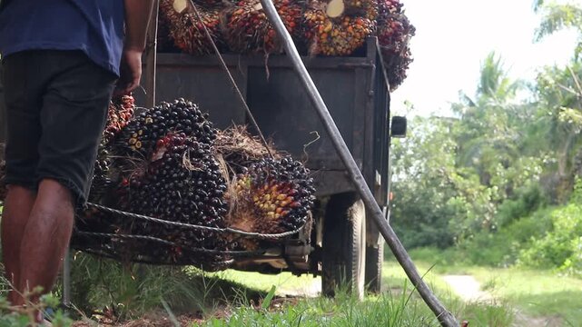 Close-up view of palm oil fruit weighing activity