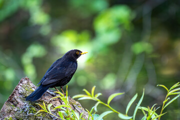 Eine Amsel sitzt auf einem Stamm: