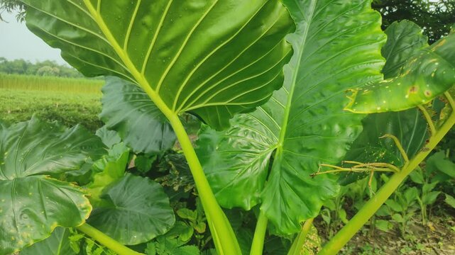 "Majestic Giant Taro Plant: Impressive Size and Lush Green Foliage &ndash; Perfect for Exotic Gardens!"