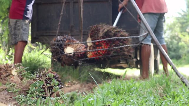 Close-up view of palm oil fruit weighing activity