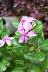 Close-up view of purple madagascar periwinkle, The scientific name is Catharanthus roseus, purple periwinkle flower closeup, Cape Periwinkle, Graveyard plant, Madagascar Periwinkle, Old Maid, closeup 
