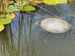 seerose, wasser, natur, blume, teich, lotos, see, pflanze, lilie, blatt, seerose, pink, sommer, garden, wasser, schönheit, blatt, aufblühen, blühen, flora, seerose, lilly, frühling, blume