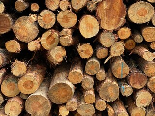 holz, baumstamm, brennholz, bauholz, baum, stapel, anhäufen, cut, bauholz, natur, baumstamm, wald, beschaffenheit, braun, kofferraum, baum, hölzern, dekor, benzin, auflösungszeichen, forstwirtschaft, 