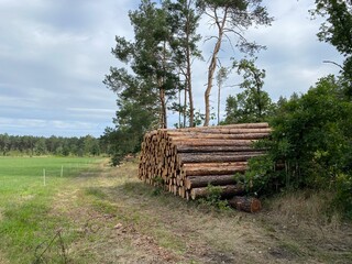 holz, baum, wald, natur, landschaft, himmel, bauholz, bauholz, gras, green, baum, brennholz, baumstamm, f&ouml;hre, blau, baumstamm, b&auml;uerlich, anh&auml;ufen, h&ouml;lzern, stapel, cut, alt, forstwirtschaft, branche