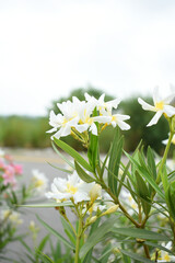 Nerium oleander in bloom, White siplicity bunch of flowers and green leaves on branches, Nerium...