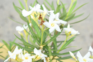 Nerium oleander in bloom, White siplicity bunch of flowers and green leaves on branches, Nerium...