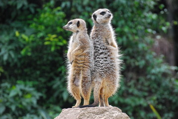 Meercats on Lookout