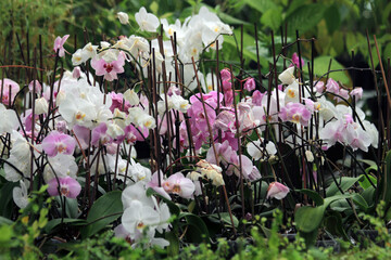 orchidea flowers texture © jonnysek