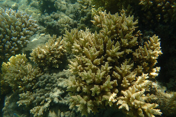 natural coral in the Red Sea Egypt