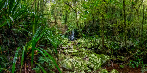 Fototapeta premium Iconic Waterfall surrounded by Lush Green Ancient Forest in Queensland’s Gondwana Rainforests, Lamington National Park, Australia