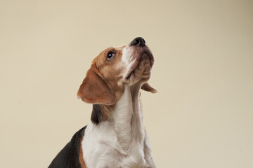 A beagle looks up with focused attention against a soft beige background. Its large ears and expressive eyes give it a look of curiosity and engagement.